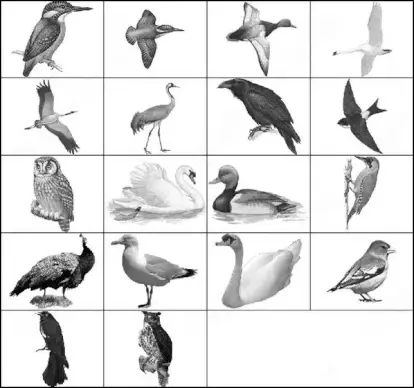 bird brush