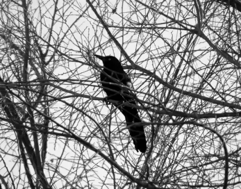 bird in the bush