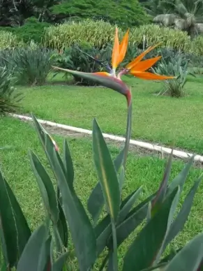 bird of paradise flower
