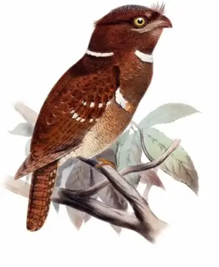 bird owl schwalme batrachostomus septimus