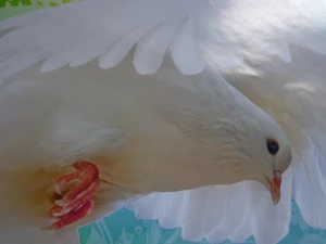bird pigeon pigeon birds