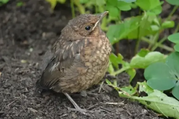 bird posing in garden