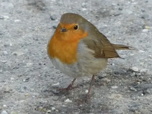 bird robin animal