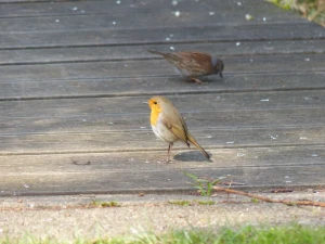 bird robin animal