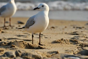 bird sea-goes creature