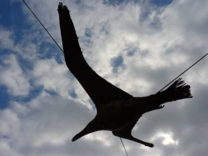 bird seagull fly