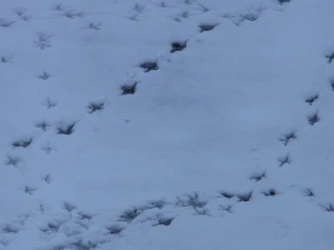 bird tracks animal track reprint