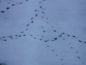 bird tracks animal track reprint