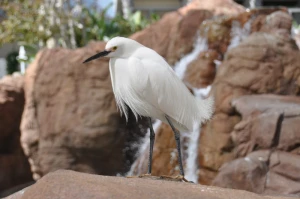 bird white fly