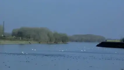 Birds 2