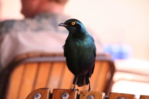 birds