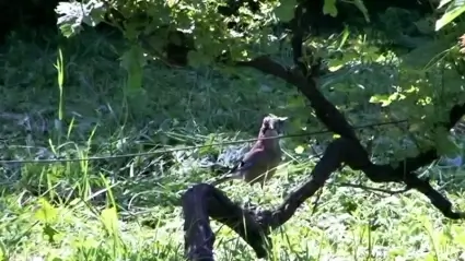 Birds