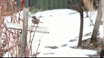 Birds