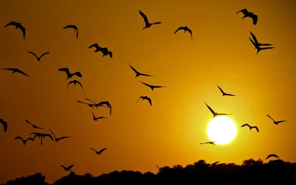 birds are burning