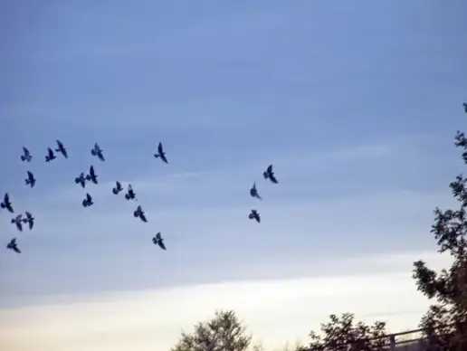 birds in autumn sky