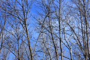 birds in the trees on the 400 trail in wisconsin