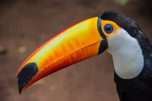 birds park iguazu brazil