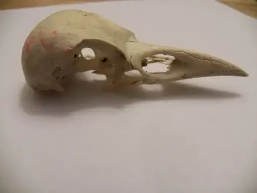 birds skull