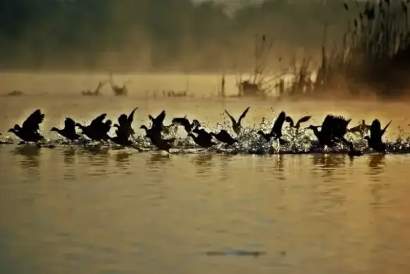 birds taking off