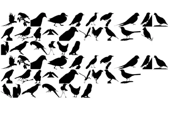 Birds TFB
