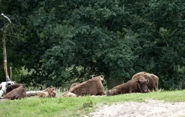 bison with young