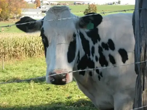 black and white cow