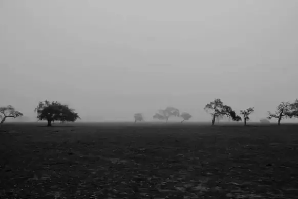 black and white field fog landscape mist morning
