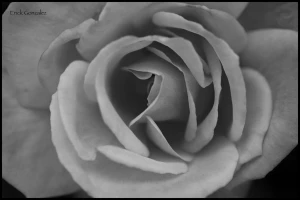 black and white rose