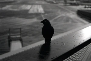 black bird