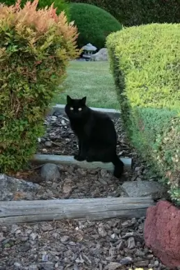 black cat in garden