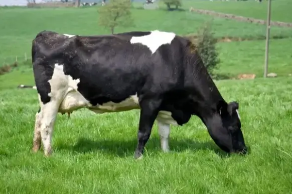 black cow