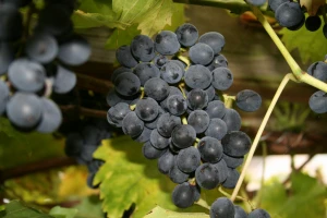 black grapes october 2010