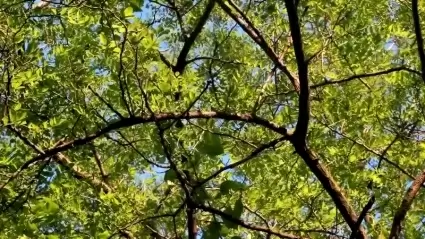 Black locust