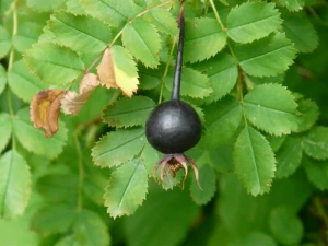 black rose hip rosa pimpinellifolia rose hip
