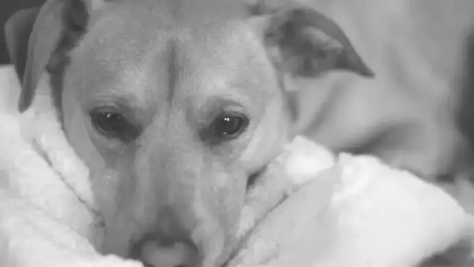 black white video clip of sleepy dog