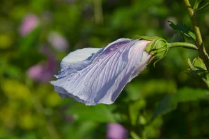 blassblau flower going up