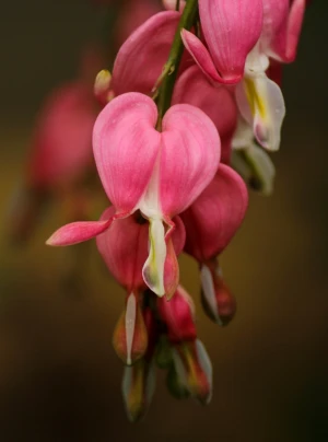 bleeding hearts lamprocapnos spectabilis spring flowers