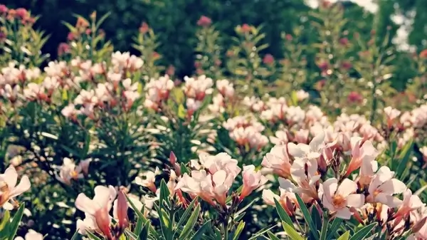 bloom blossom botany color delicate field flora