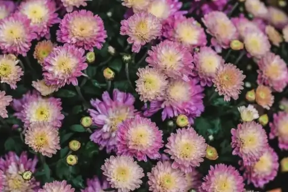 bloom blossom bouquet bright closeup color dahlia