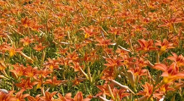bloom blossom bright closeup color floral flower