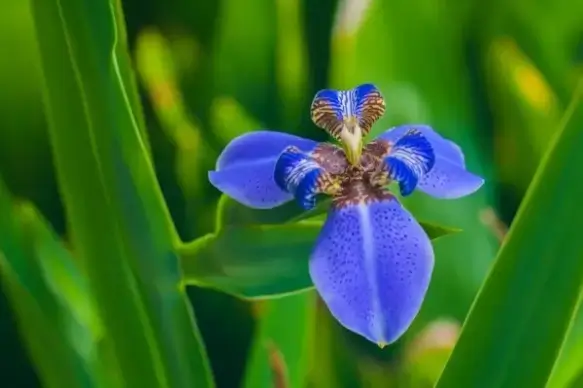 bloom blossom bright closeup color floral flower