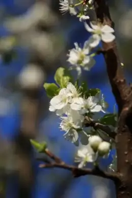 blooming apple tree