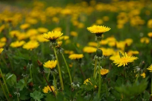 blooming blossom dandelion