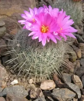 blooming cactus