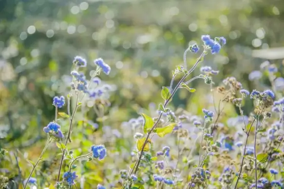 blooming flowers scene picture elegant modern 