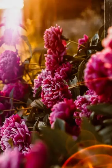 blooming Peony backdrop picture elegant closeup