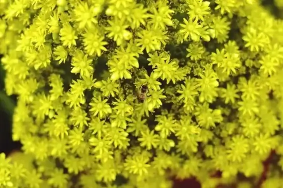 blossom botany bright color field flora floral