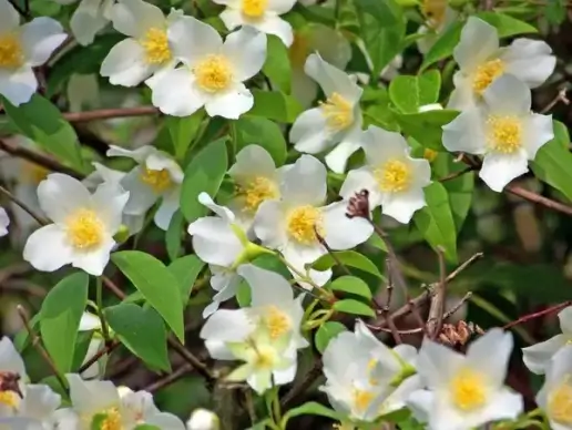 blossoms