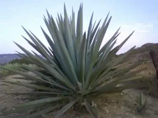 blue agave