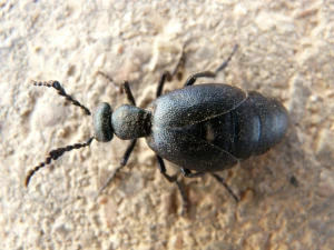 blue black oil beetle oil beetle black maiwurm